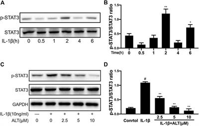 Selective STAT3 Inhibitor Alantolactone Ameliorates Osteoarthritis via Regulating Chondrocyte Autophagy and Cartilage Homeostasis